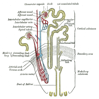 connecting tubule