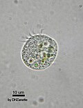 Miniatura para Oligotrichia