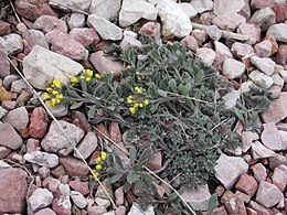 Hegyi ternye (Alyssum montanum) egy mészkősziklagyepen