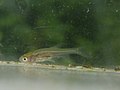 香川県産カワバタモロコの稚魚。全長約7mm。