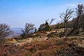 Waldbestand mit Windflüchtern an der Nordwestseite