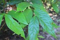 Diplopterys cabrerana: jointly the most important ayahuasca additive