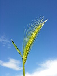 Épi d'Hordeum murinum isolé.