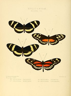 Uma ilustração de 1875 com Heliconius hecalesia (figura 28), espécie da qual N. godmani possui, em vista superior, semelhança mimética.[1][2][3]