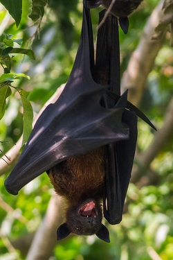 Indian Flying Fox (Pteropus giganteus) Kolkata West Bengal India 27042013.png