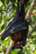 Индийская летучая лисица (Pteropus giganteus) Калькутта Западная Бенгалия Индия 27042013.png