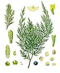 Juniperus sabina — Можжевельник казацкий