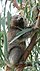 un koala & feuilles d’eucalyptus.