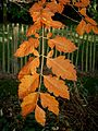 Koelreuteria paniculata autumn colour