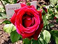 Miniatura para Rosa 'Konrad Adenauer'