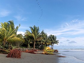 Piluda koe Buenaventura