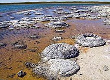 Lithified stromatolites on the shores of Lake Thetis, Western Australia. Archean stromatolites are the first direct fossil traces of life on Earth. Lake Thetis-Stromatolites-LaRuth.jpg