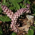 Gewöhnliche Schuppenwurz (Lathraea squamaria)