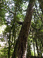 Laurel (Laurelia sempervirens)