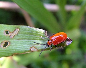 English: Lily Beetle, (Lilioceris lilii) A Sca...