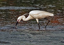 Silkehegre, Egretta garzetta Foto: J.M.Garg