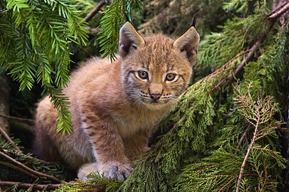 Lynx lynx (A Young Lynx)