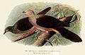 Illustration of the barred cuckoo-dove