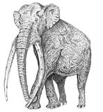 Mammuthus meridionalis reconstruction.jpg