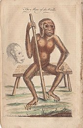 Orangutan sketch by George Edwards