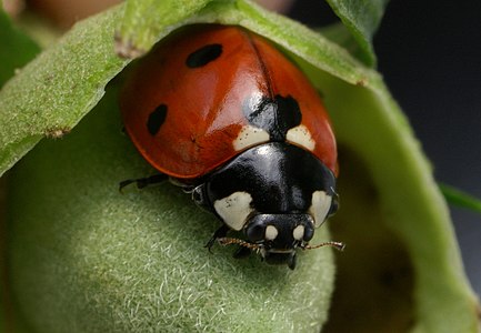 七星瓢蟲（Coccinella septempunctata）