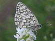 Melanargia russiae