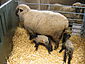 Mudchute farm sheep with lambs.jpg