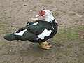 Muscovy Duck, Cairina moschata