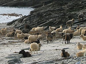 North Ronaldsay sheep on the beach in North Ronaldsay. In the winter, these sheep eat seaweed, which has a higher dC content than grass; samples from these sheep have a dC value of about -13%0, which is much higher than for sheep that feed on grasses. NR sheep.jpg