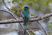 Narinan Trogon (Apaloderma narina) (1).jpg