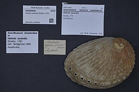 Concha de H. australis, exposta em museu.