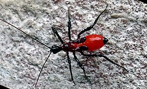 Nymph of Reduviidae, found on the wall at Rajbiraj, Saptari, Nepal.