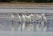 Egretta eulophotes