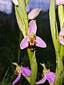 Ophrys Abeille (Ophrys Apifera)