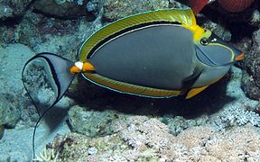 Ejemplar macho en el mar Rojo, Egipto