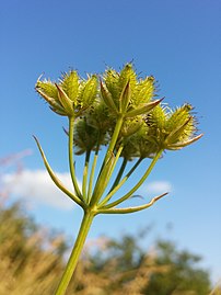 Fruits jaunâtres sur la plante sur fond de ciel azuré