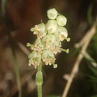 総状花序で先端に花が片側に偏ってやや密につく