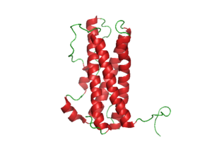 Prolactinum