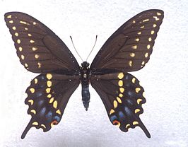 Papilio joanae