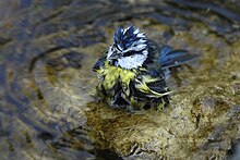 Photo d'une Mésange bleue prenant son bain.