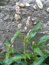 Persicaria maculosa