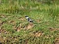 Pied Kingfisher (Ceryle rudis)