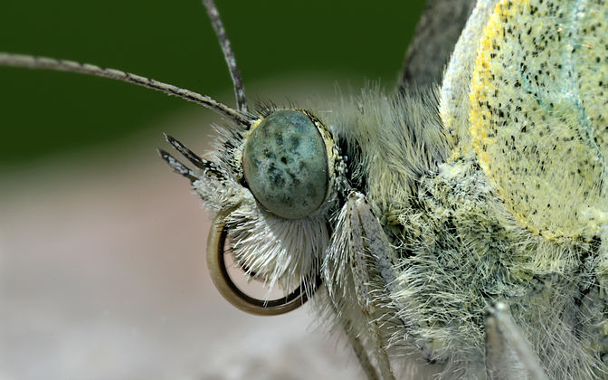 THE SMALL WHITE (Pieris rapae)