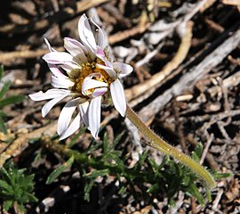 P. prostrata