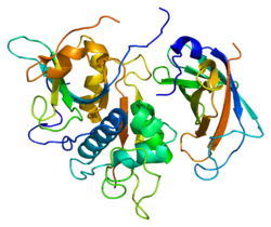 Протеин CTSC PDB 1k3b.png