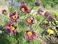 Pulsatilla vulgaris rubra