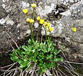 Ranunculus pedatifidus près de Longyearbyen