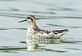 Image 70Red-necked phalarope at the Jamaica Bay Wildlife Refuge