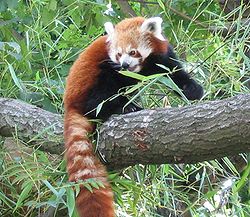 RedPanda.jpg