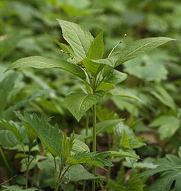 Daugiametis laiškenis (Mercurialis perennis)